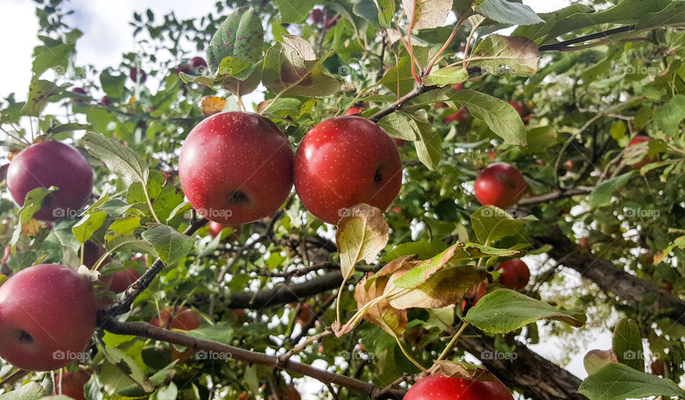 apples ready for the picking