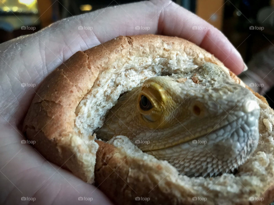 Beardie on a bun! Just having fun with my bearded dragon ! I’d never eat him!