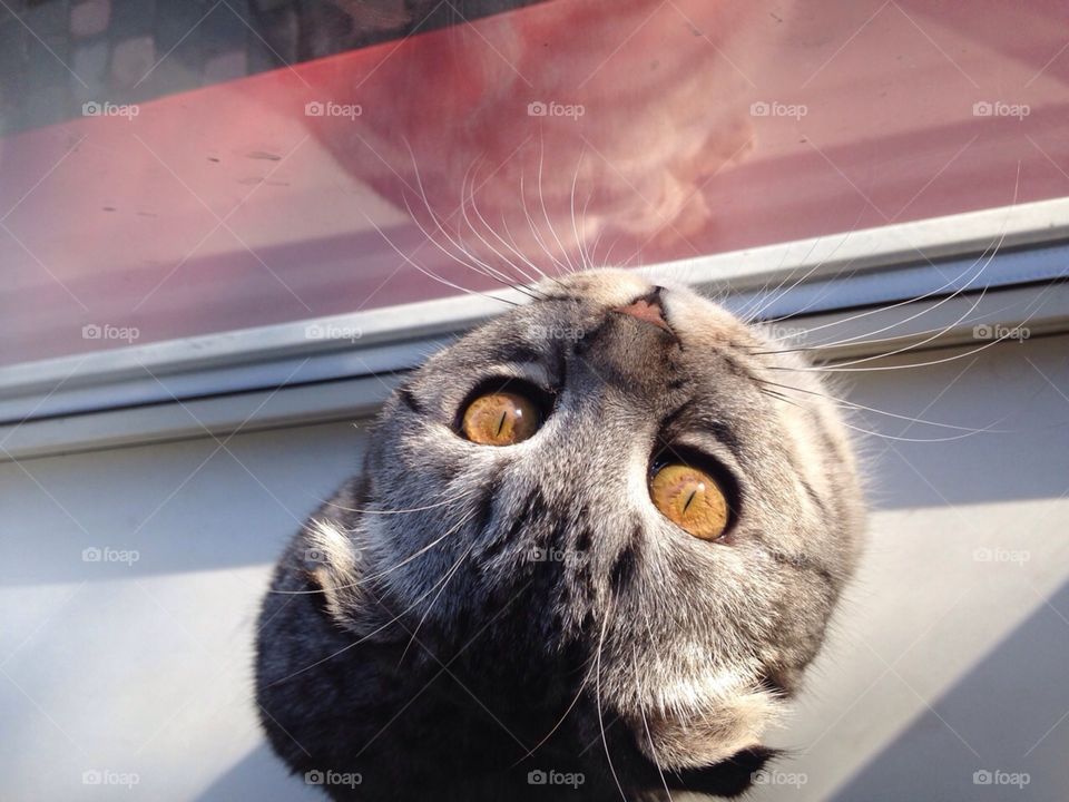 Kitten at the window 