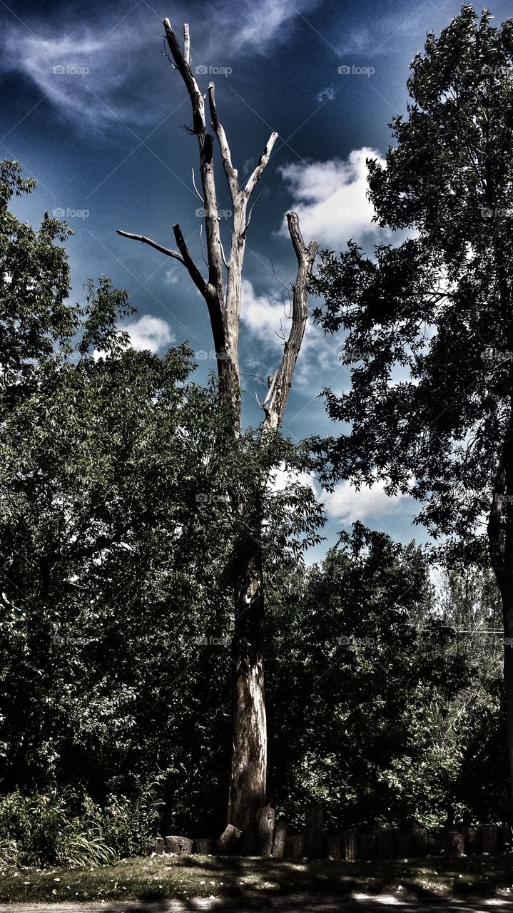 Trees. Dead Wood