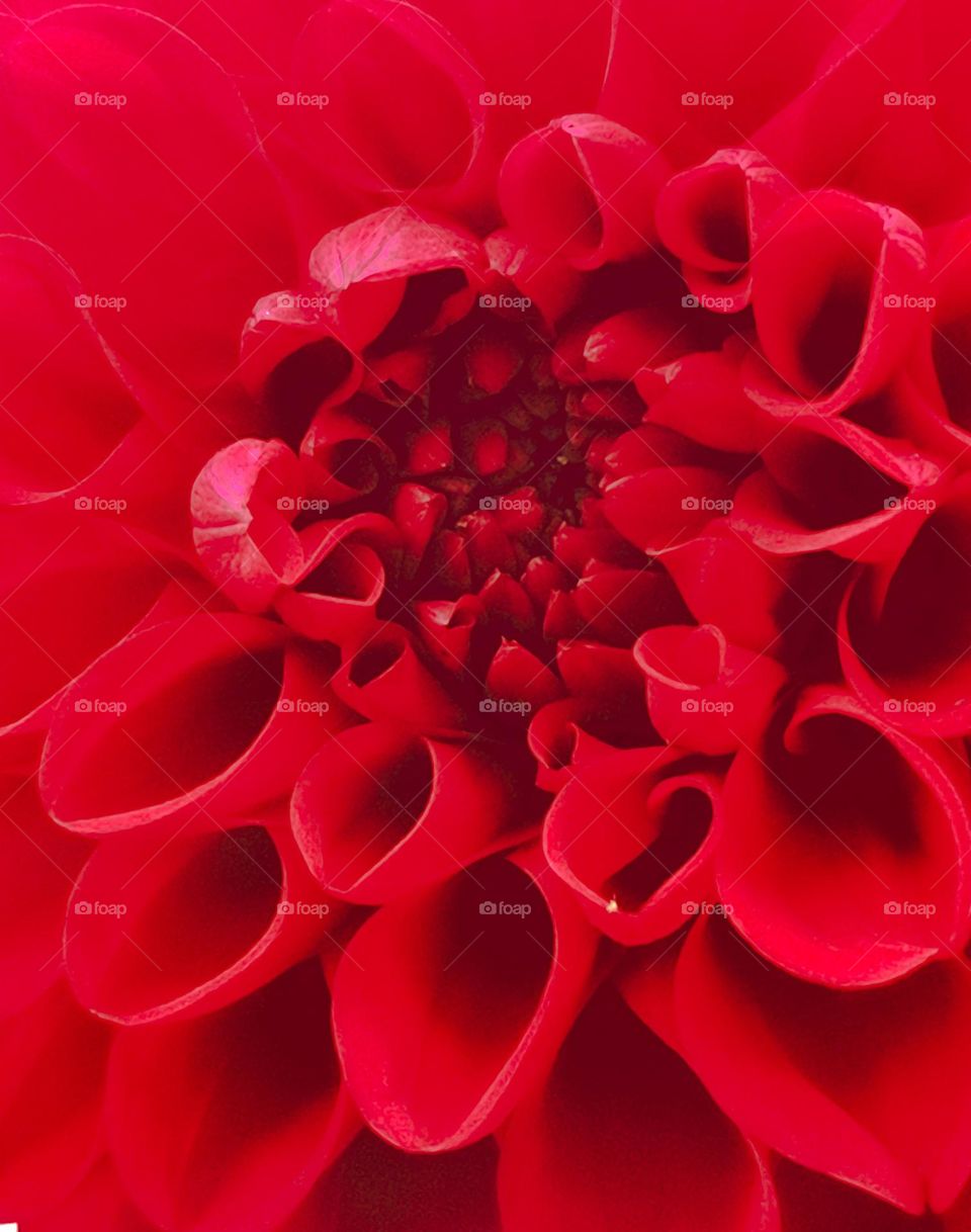 Macro flower