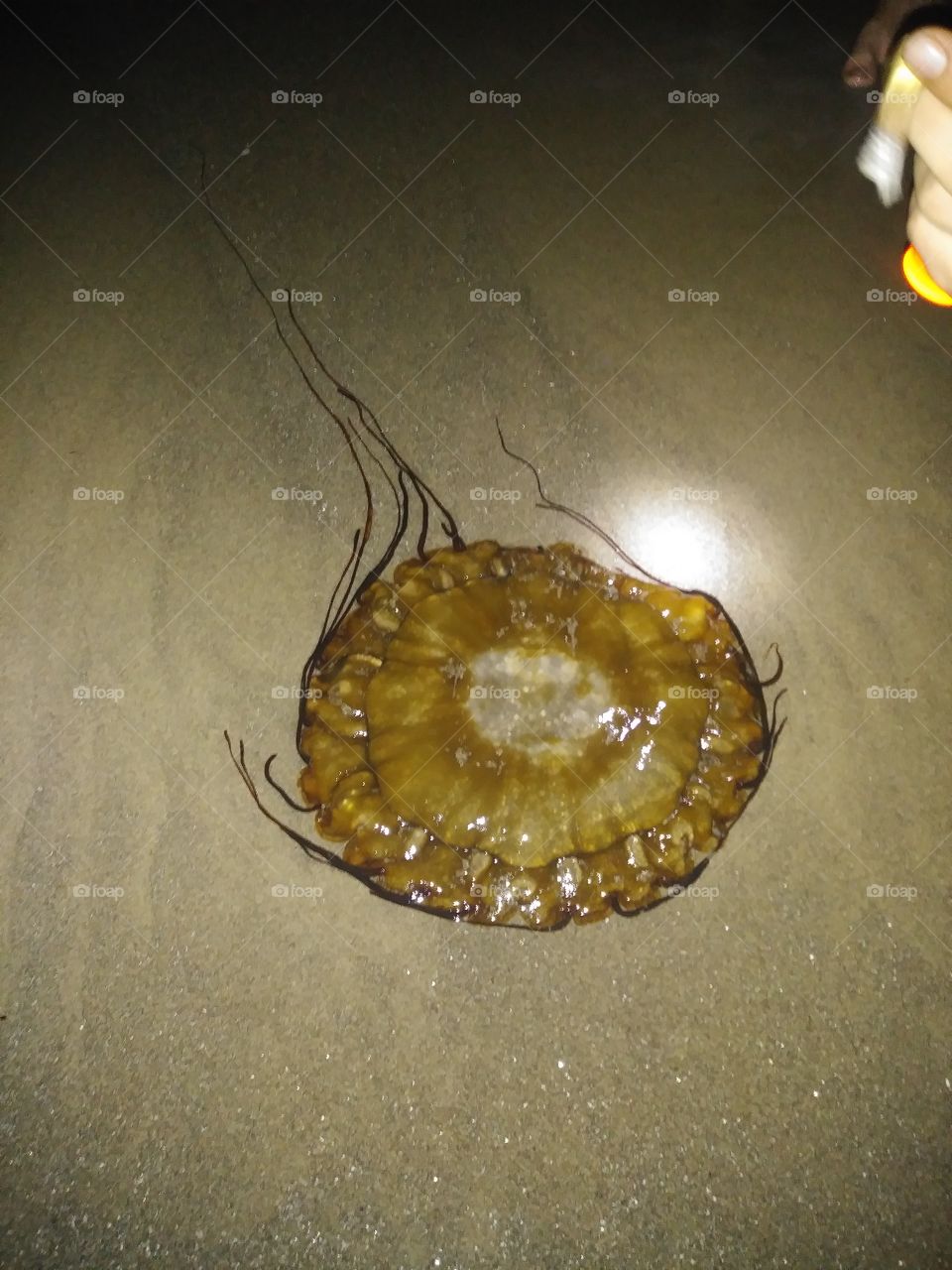 A jelly fish washed up at night