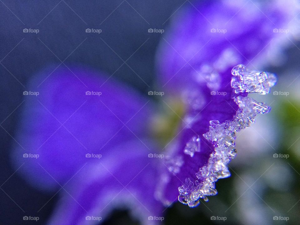 Tiny little Aubretia flower touched  by Jack Frost ❄️