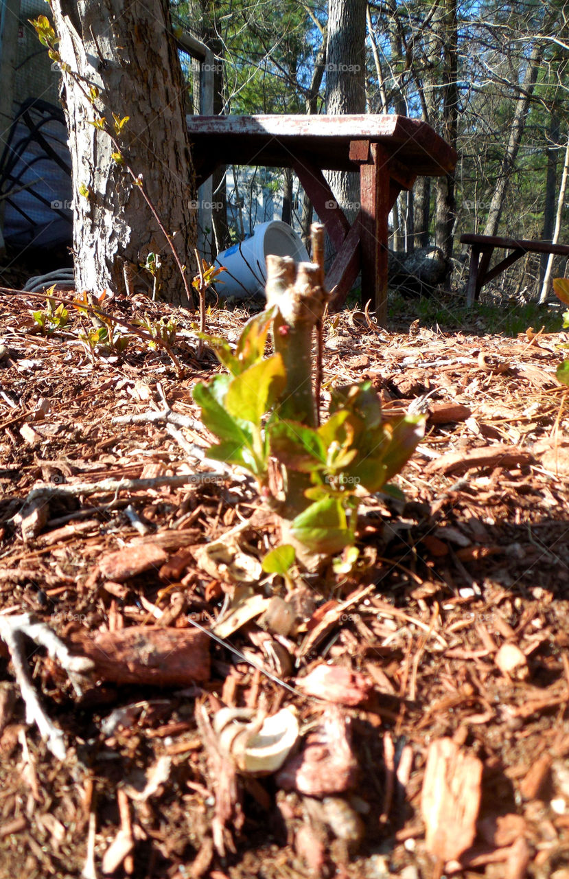 Bud emerging . Spring possibly coming 