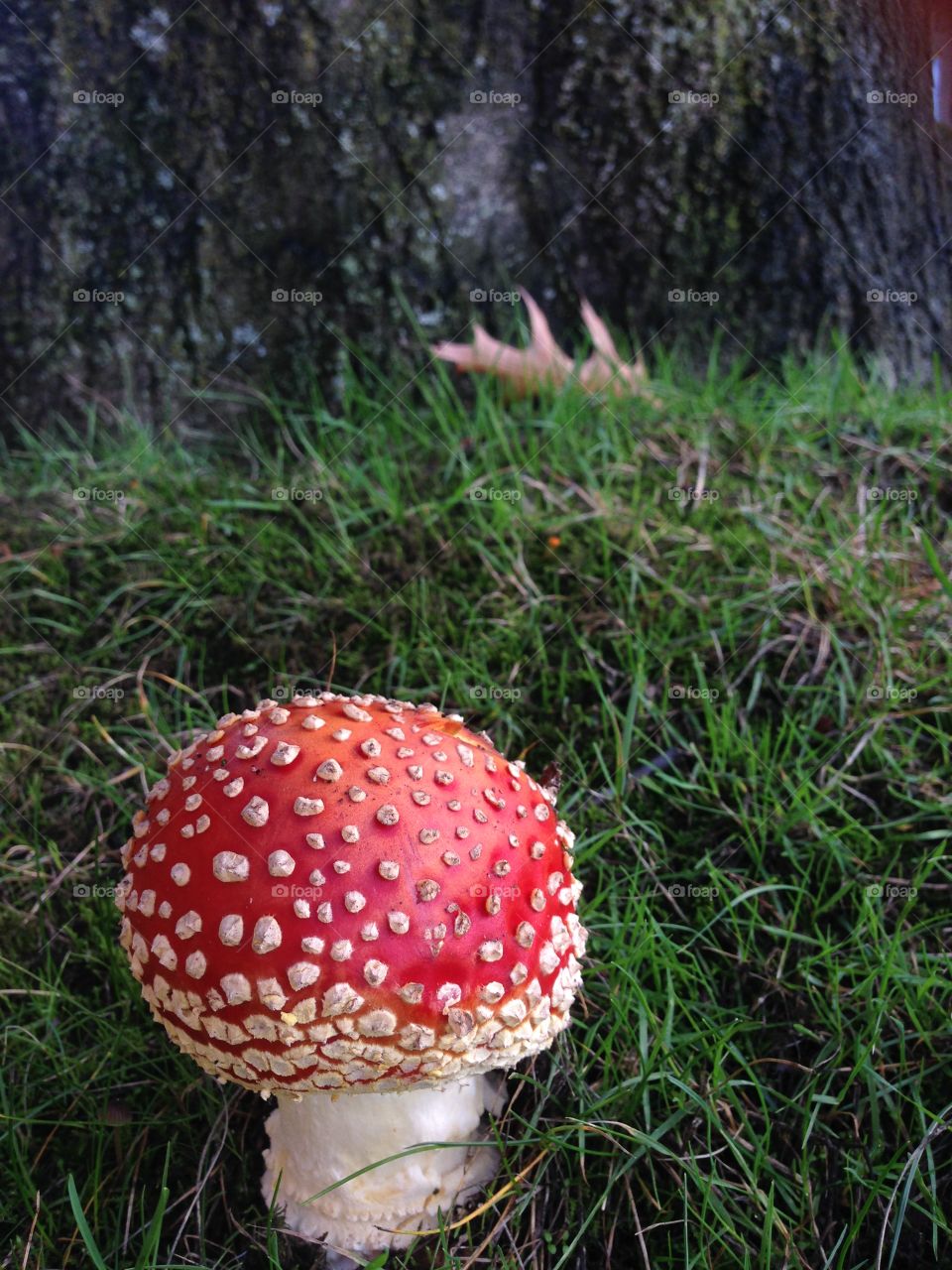 Found this mushroom next to the grocery store.  It looks like something out of a storybook. 