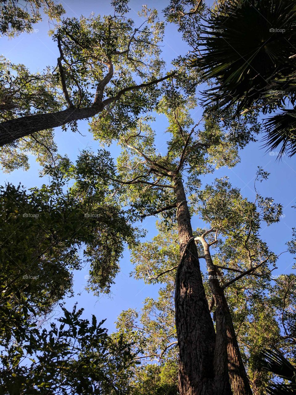Tall green trees high up against a blue sky