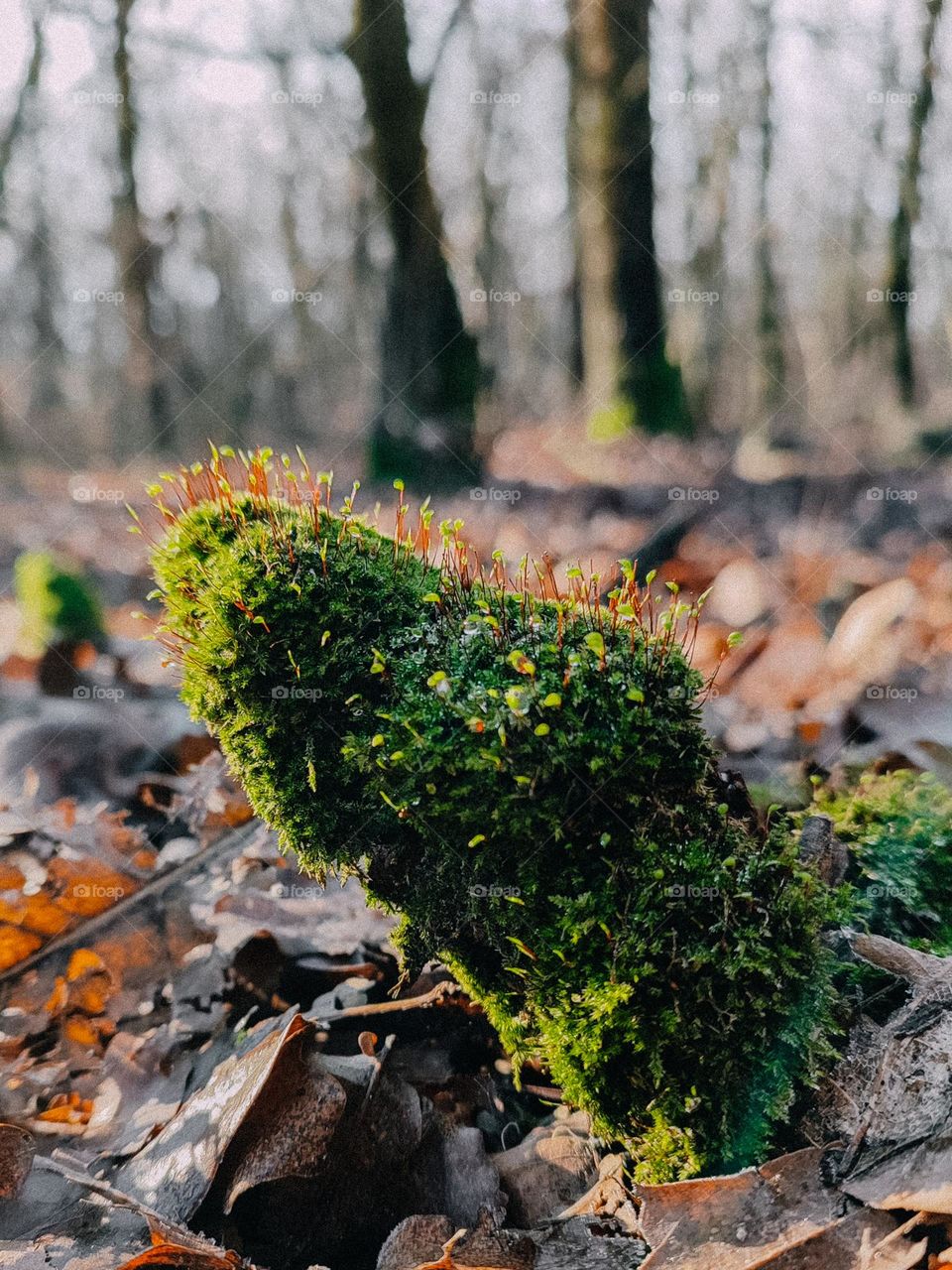 Weird leg shape wooden log, covered with green flowering moss in autumn forest. Sunny day, rays are playing at the fallen leaves. The forest at the background