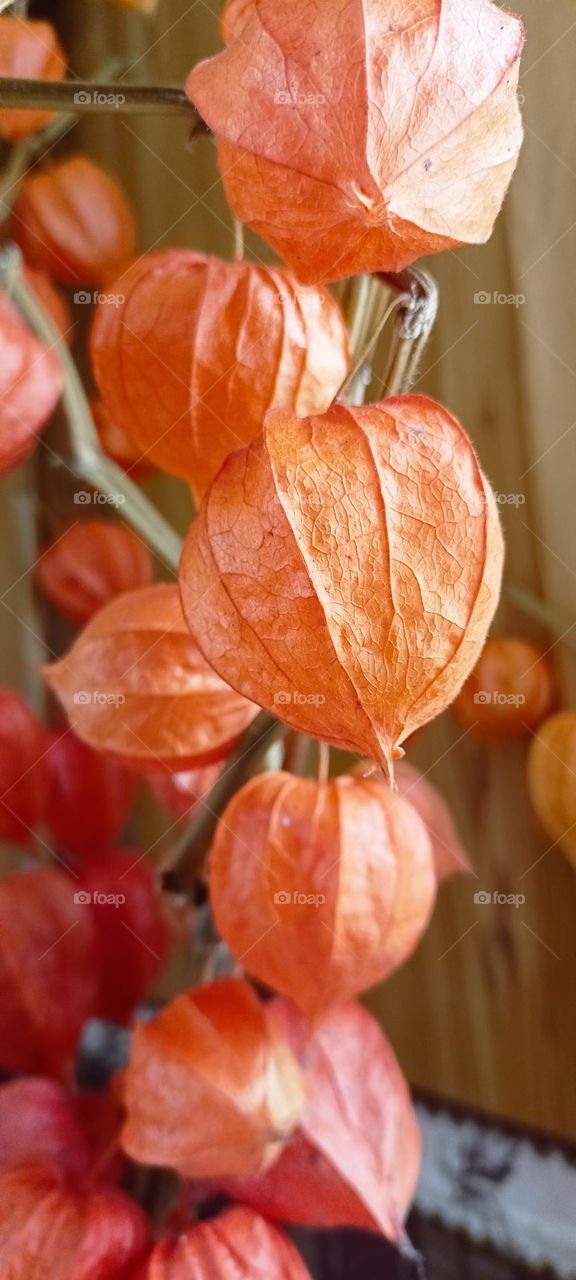 bright colors, orange, winter flower, dry flower bud, dead wood, winter bouquet