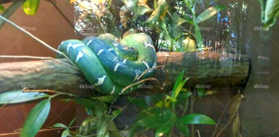 Long and Big snake at Singapore zoo