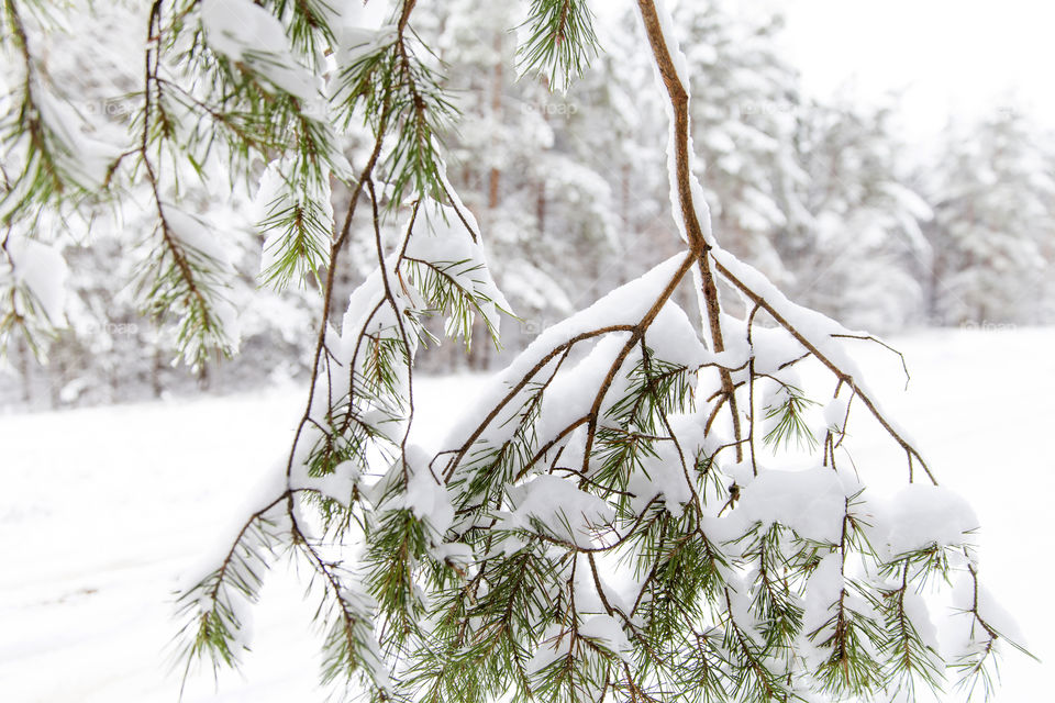 Evergreen fir tree branch covered with fresh white snow in the forest