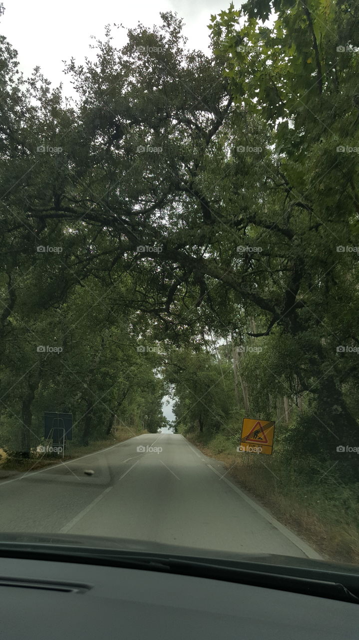 Road, Tree, Landscape, Environment, No Person