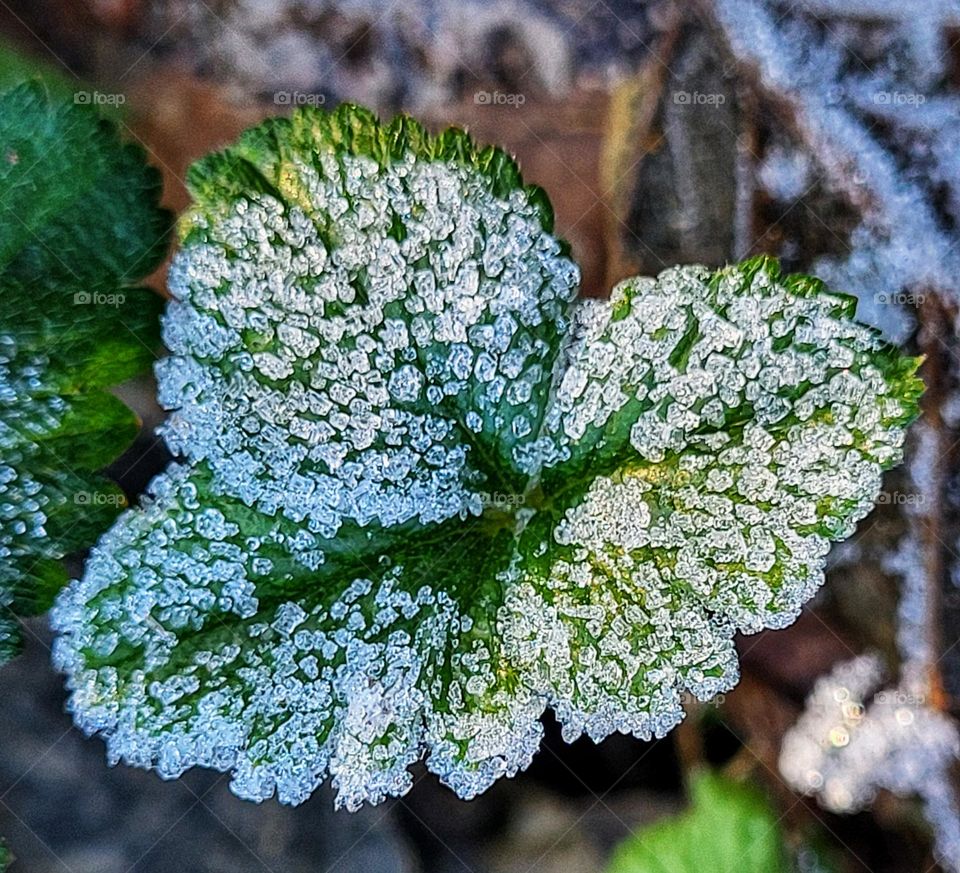 Frosty leaf