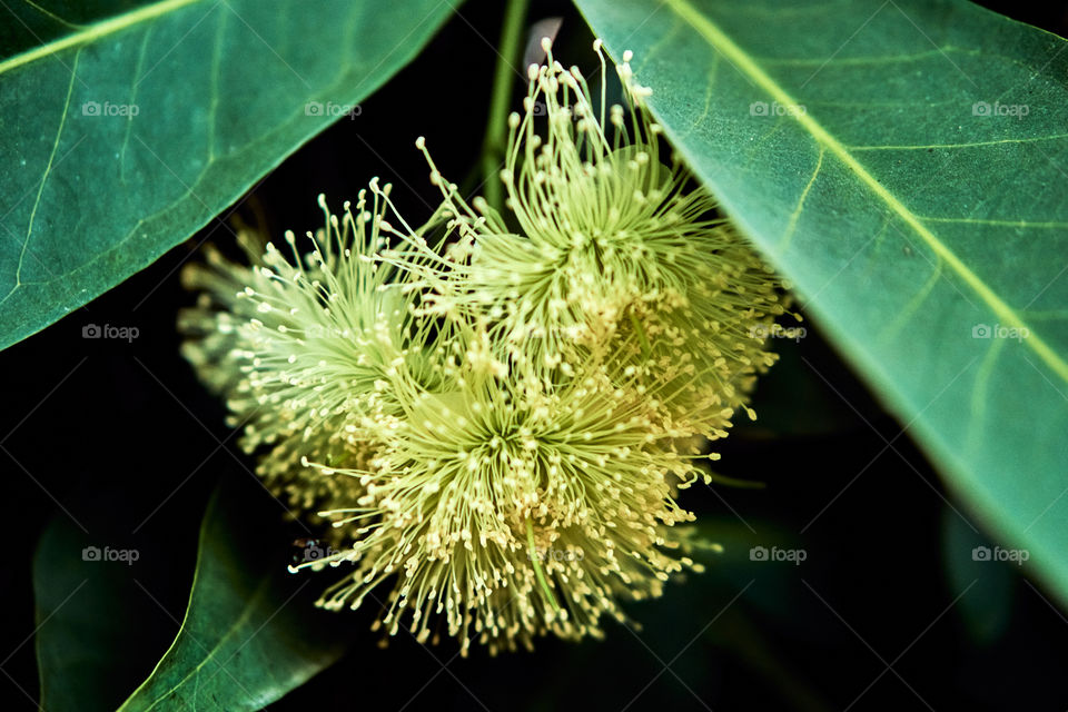 Floral photography - Rose apple flower