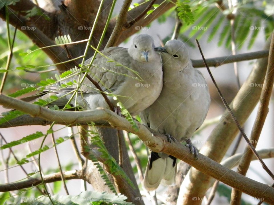 Dove or Love ? I was asking this to my mind but reply was given by my heart that  "When 2 beautiful DOVE meet on so called place called a tree branch where they think nobody is watching them and started expressing their passionate feelings with ultimate romance is called LOVE. 

so amazingly lovable couple.