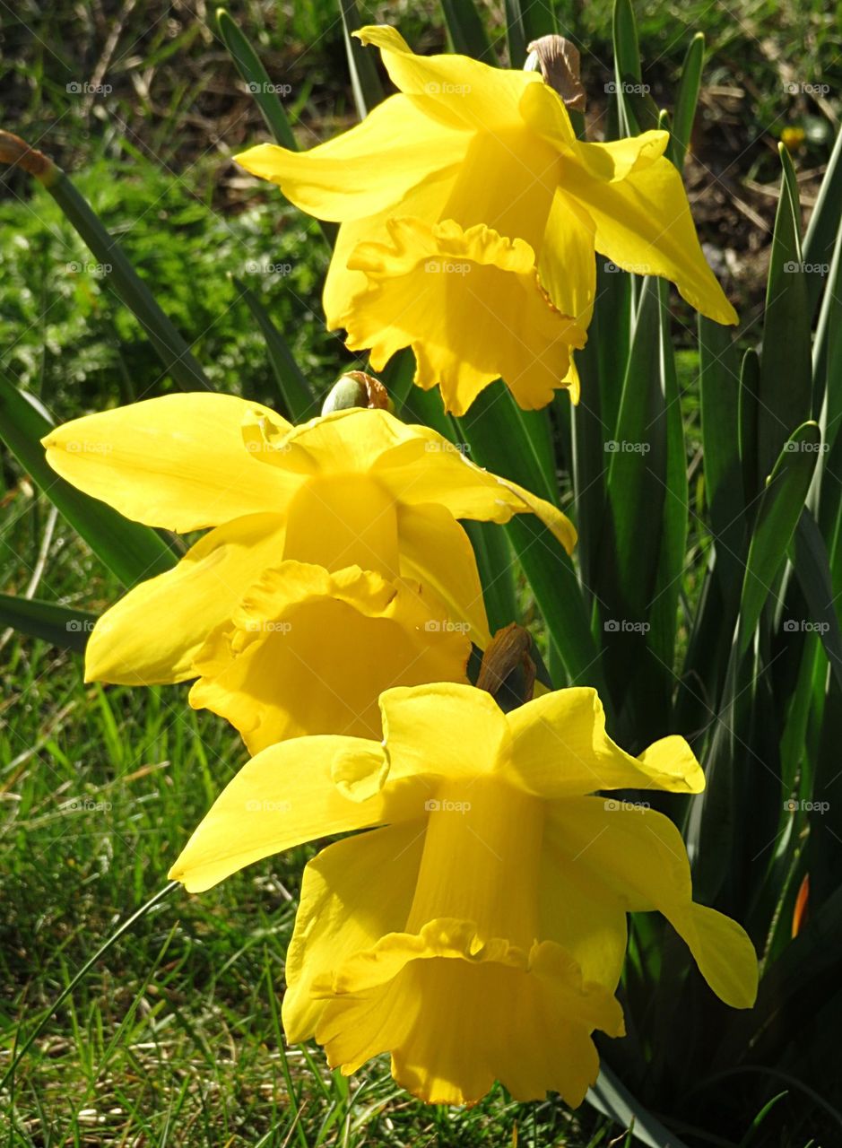 Yellow daffodils 