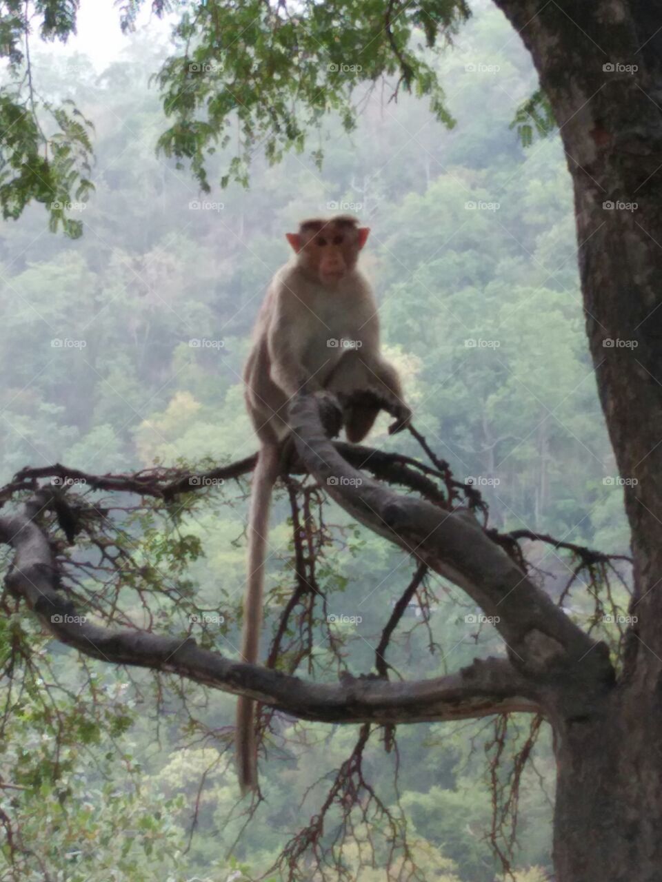 monkey with tree