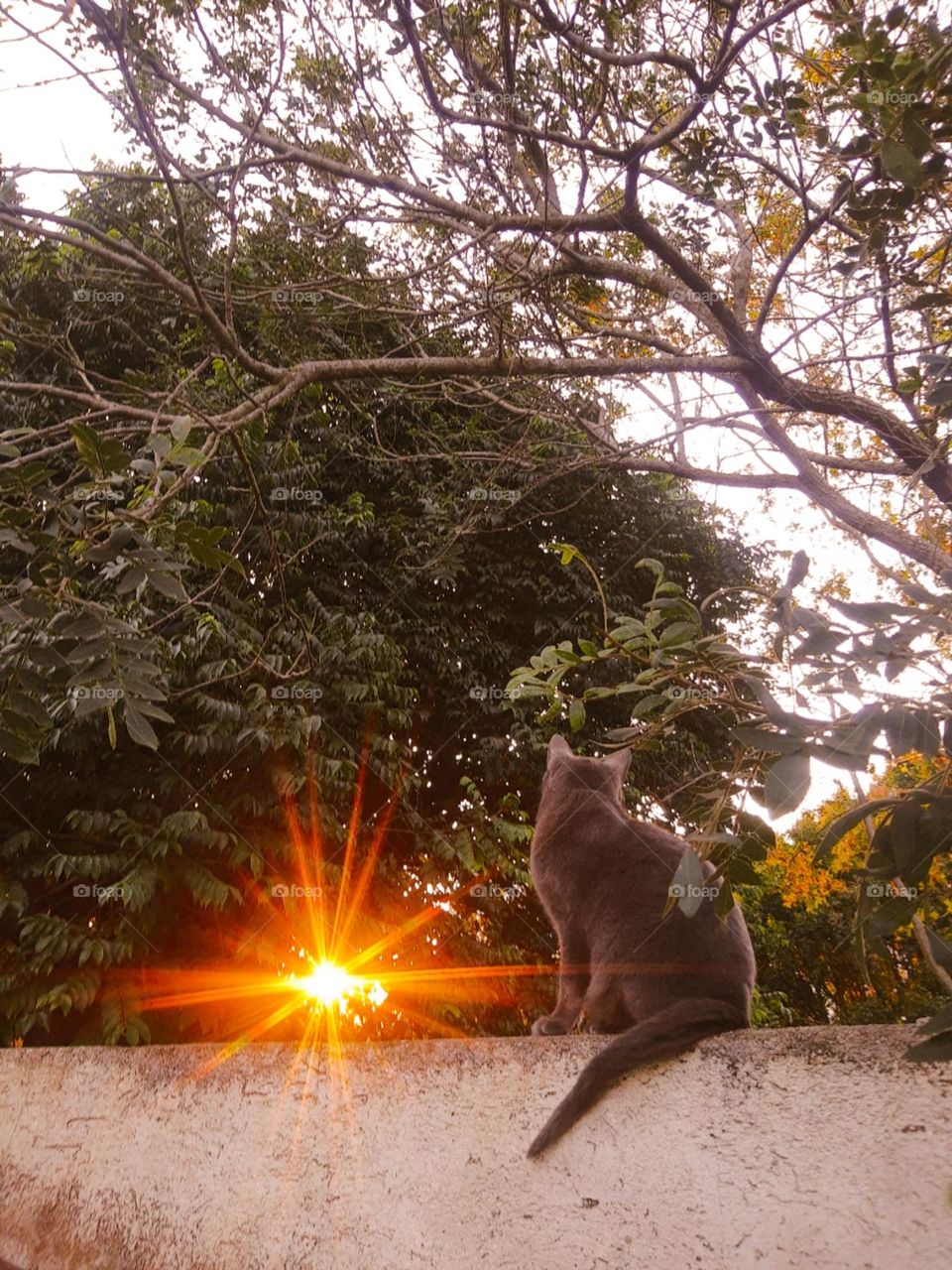 watching the autumn sunset