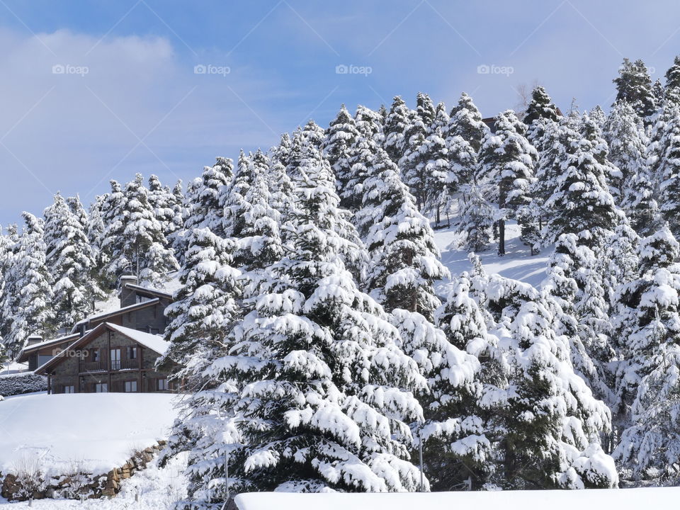 Snowy forest