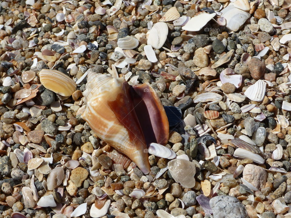Small conch in bed of broken shells