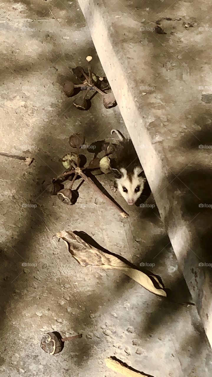 Baby opossum 