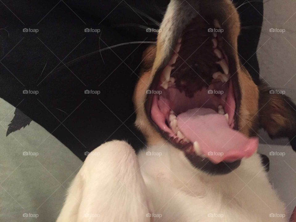 A dog yawining