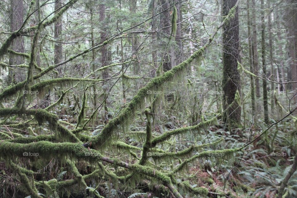 Trees covered in moss