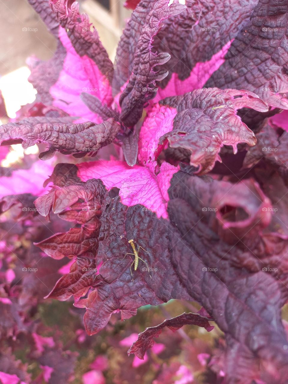 The miana plant is an ornamental plant with the physical characteristics of leaves that vary in color and are abundant in nature