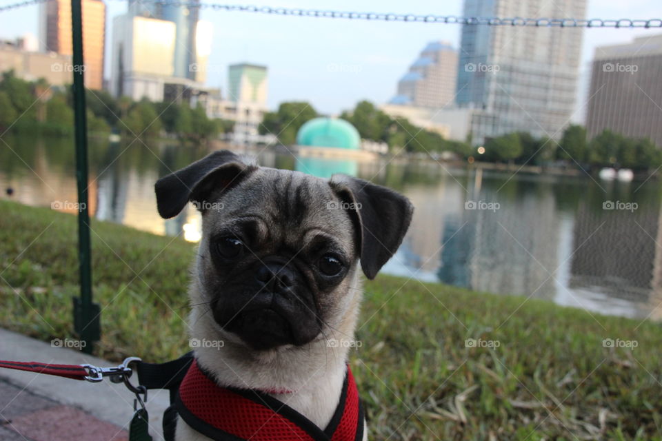 Pug at Lake Eola