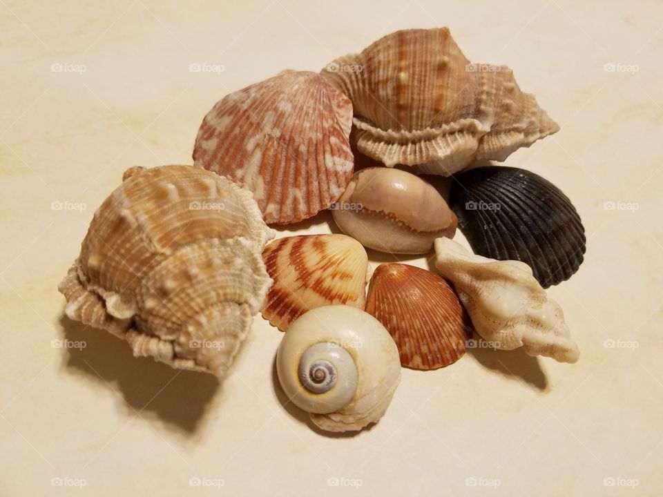 Sea Shell Grouping