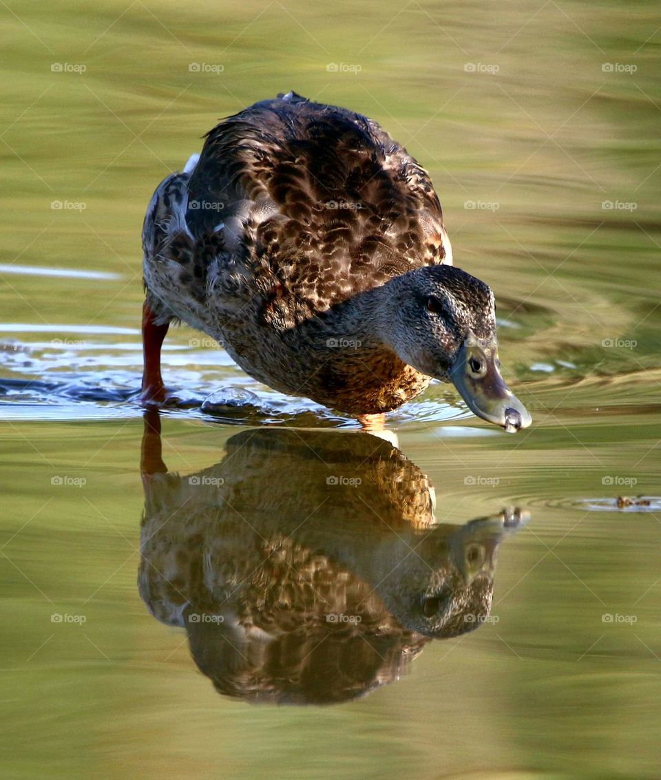 Reflection Perfection of a Mallard Duck