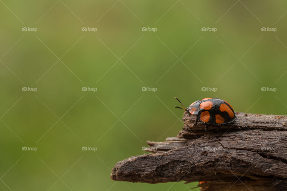 ladybug in the edge