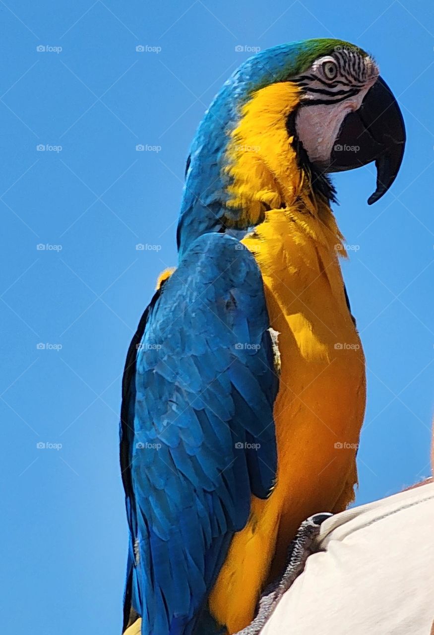 parrot