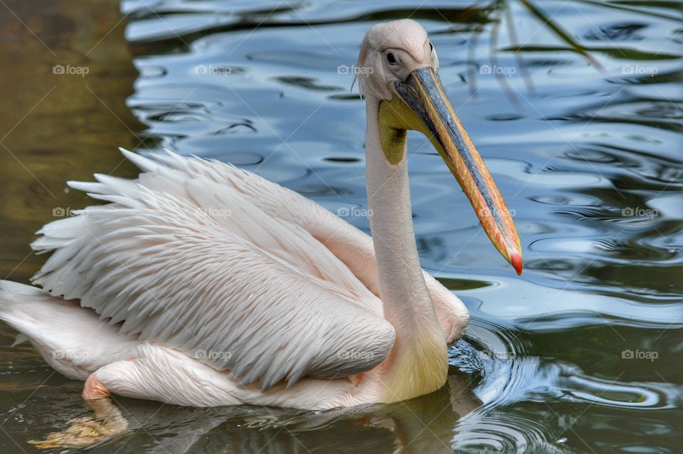 Great White Pelican, Bioparc (Valencia - Spain)