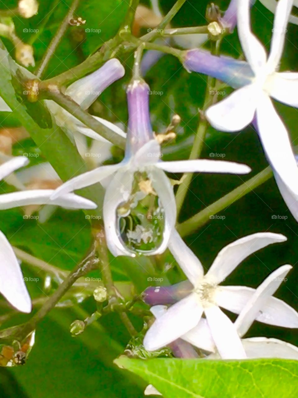 Wild and unknown, this tiny flower has captured and kept a reflection inside. To see the beauty of the hidden and tiny is a priceless gift.