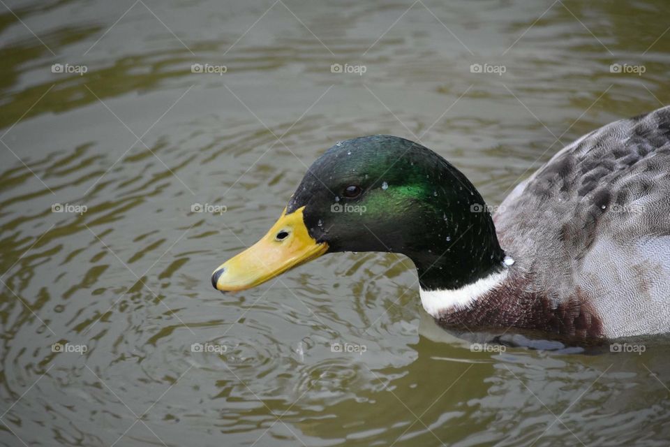 Duck