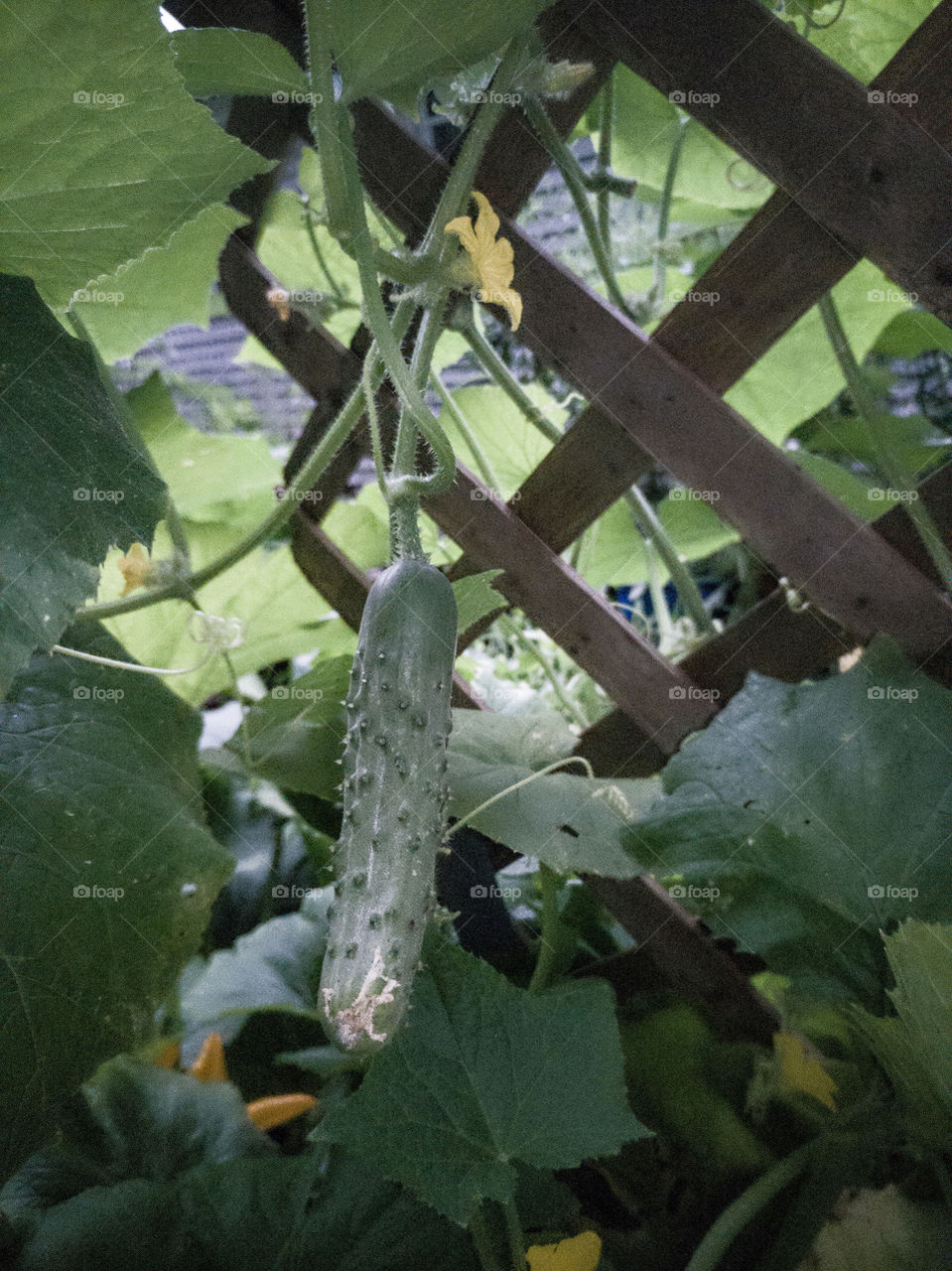 cucumbers