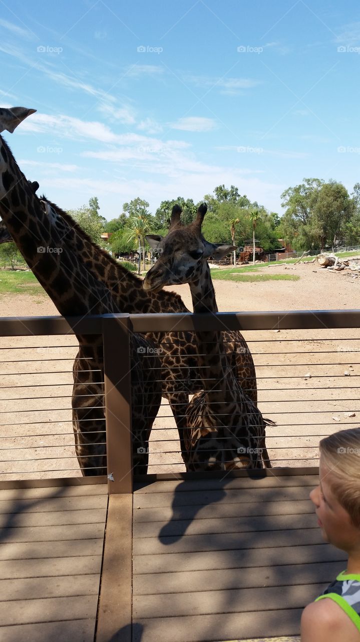 Baby giraffe