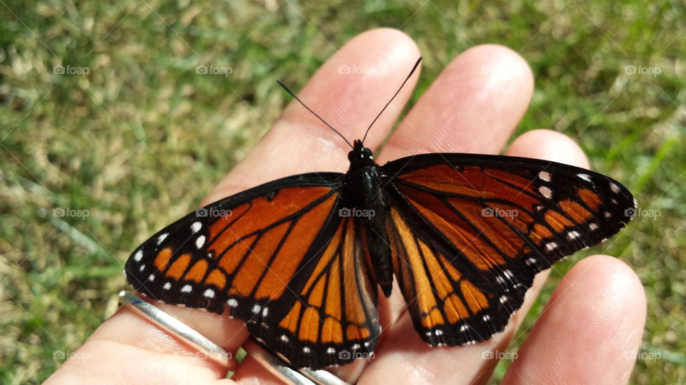 Fuzzy Monarch