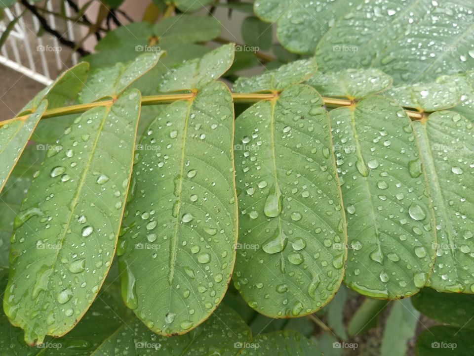 raindrops