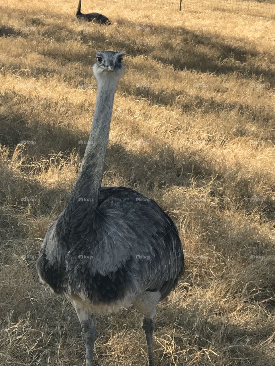 Natural Bridge Wildlife Ranch in San Antonio, Texas