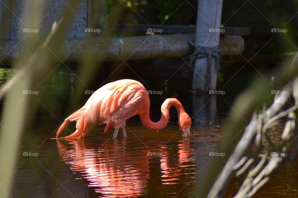 flamingo