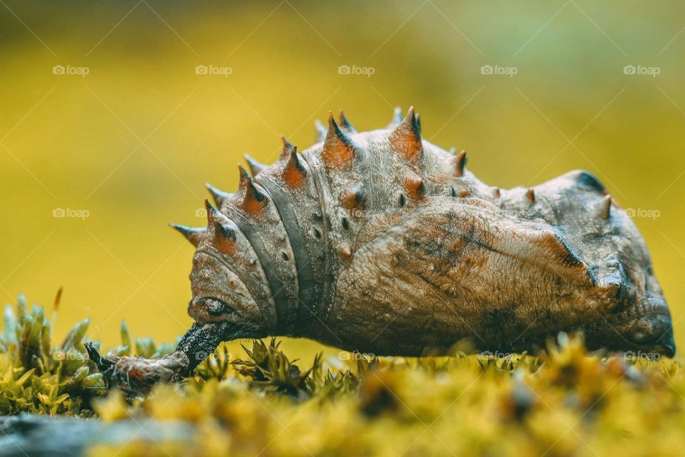 Macro shot of a cocoon