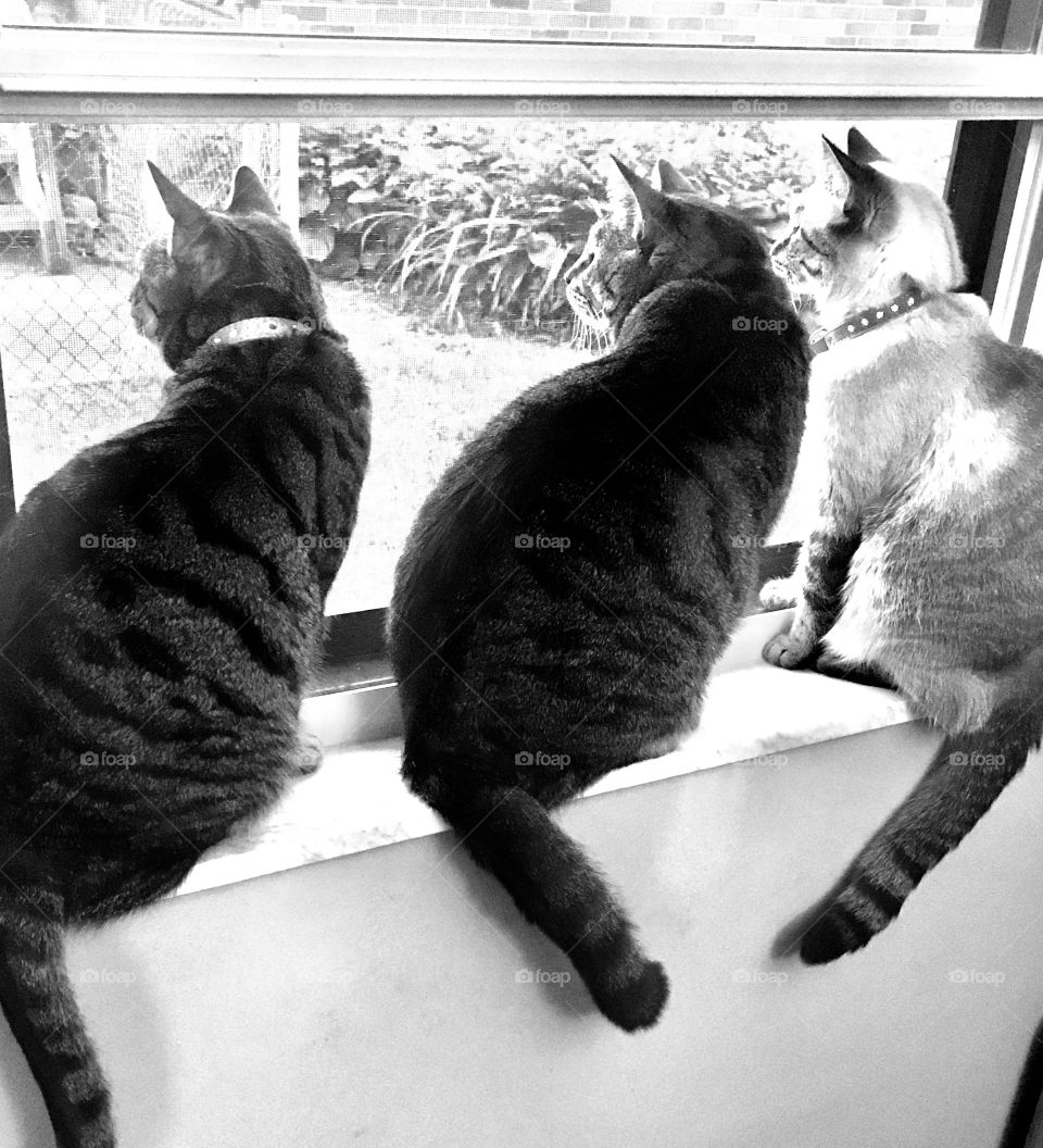 Cats in a window