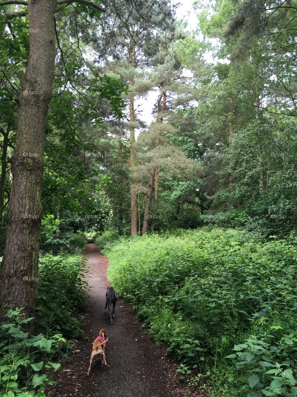 An Italian greyhound and a whippet running along a footpath in a silver birch and pine tree forest
