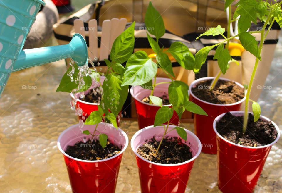 Garden Seedlings