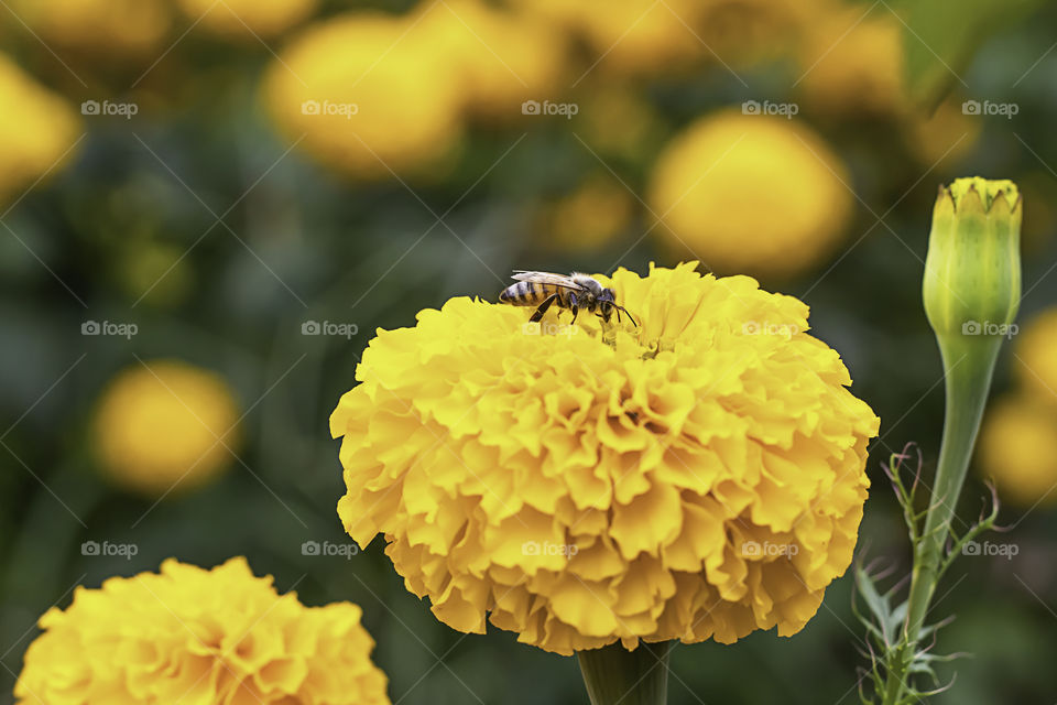 Bee on Yellow Marigold  flowers or Tagetes erecta in garden.