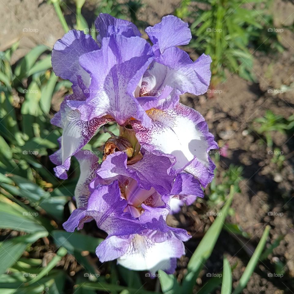 Blue-white iris