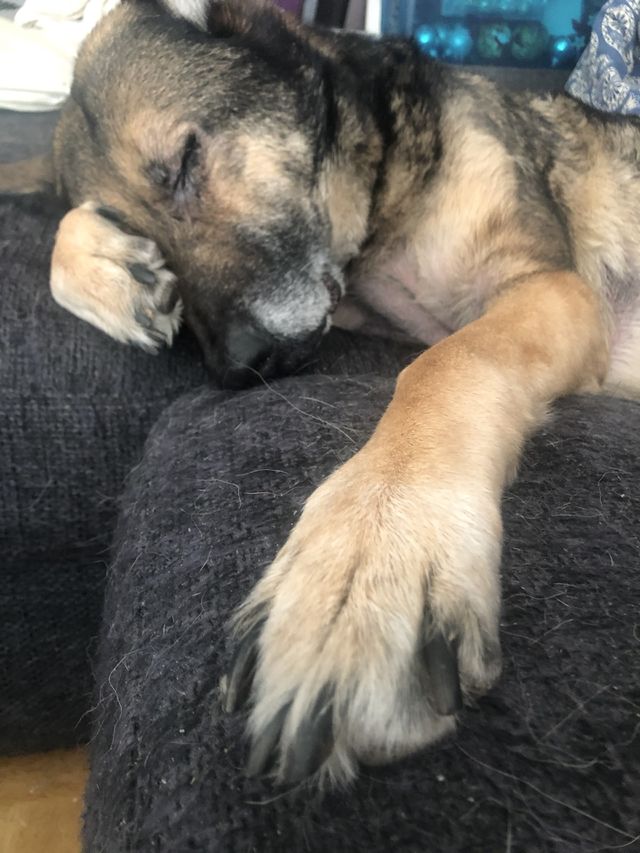 Lazy dog