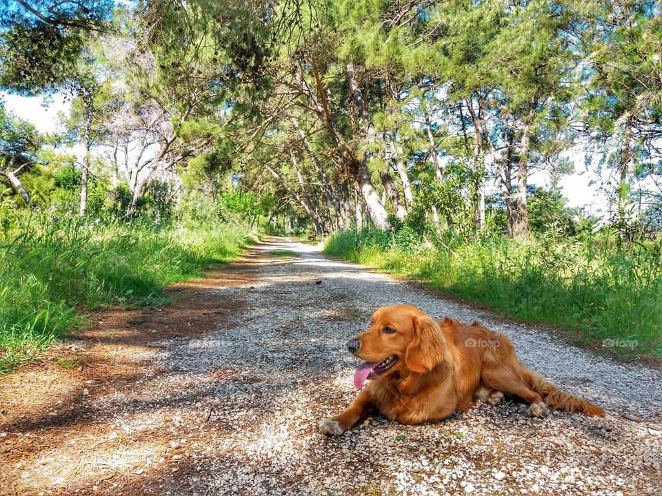 Lovely walking with my dog!😍