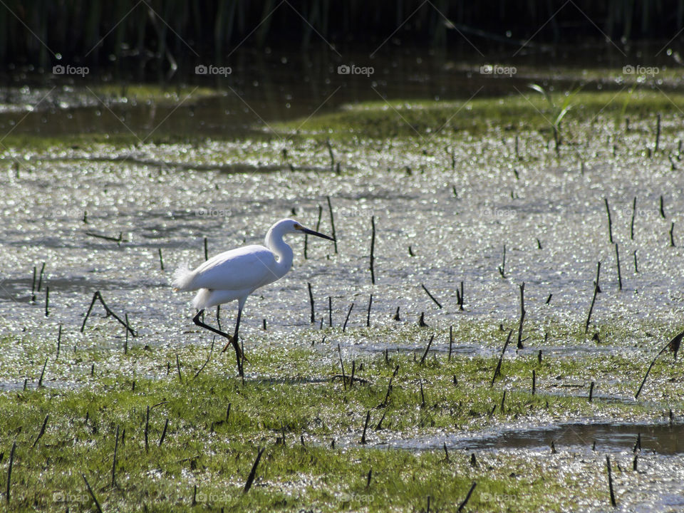 Egret, walking through the wetland in the Yolo Bypass Wildlife Area